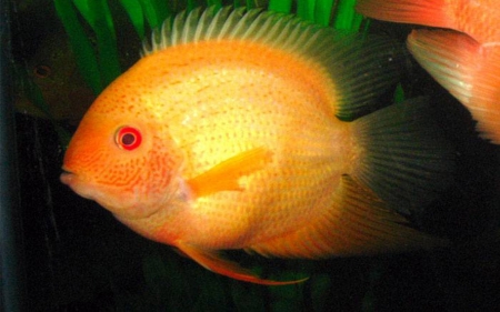 cichlid fish - cichlid, animal, water, fish