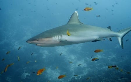 grey reef shark - animal, reef, shark, grey