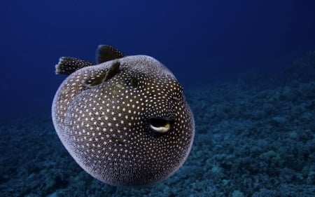 guineafowl pufferfish - pufferfish, guineafowl, animal, fish