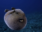 guineafowl pufferfish