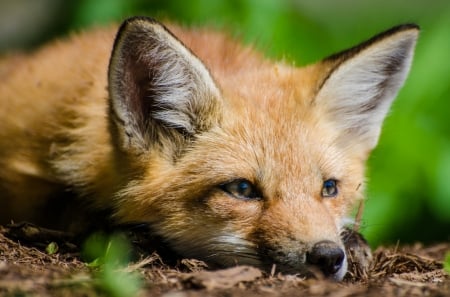 Fox - red, animal, orange, vulpe, fox, green