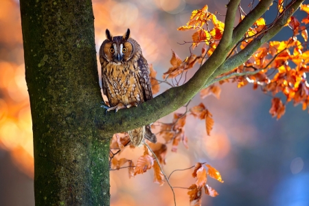 Owl