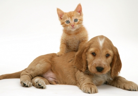 Friends - paw, puppy, couple, cat, pet, pisica, kitten, animal, cute