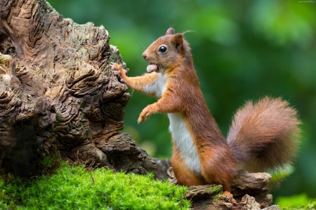 Squirrel - animal, squirrel, cute, nut, veverita, green