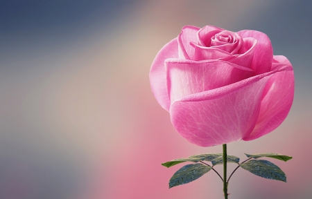 Pink rose - gorgeous, trandafir, rose, card, flower, pink