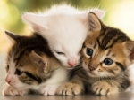 Cute Three Kittens