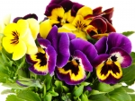 A Bouquet of Pansy Flowers