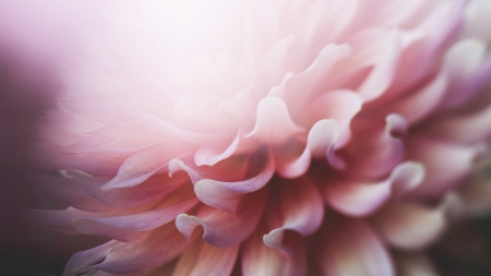 Chrysanthemum Light - summer, flower, petals, pink, fall, Firefox Persona theme, autumn, chrysanthemum, shine