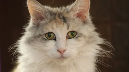 Green Eyed Fluffy - fluffy, pet, kitten, green eyes, cat