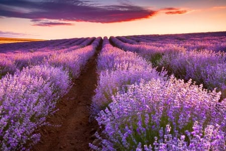 â™¥ - lavender, field, purple, nature