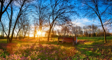 ♥ - bench, trees, blue, sky