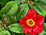 FRACTAL CAMELLIA FLOWER