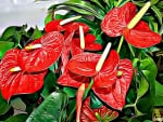 RED ANTHURIUM FRACTAL