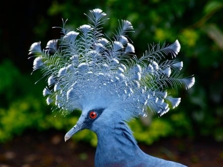 Victoria Crowned Pigeon - fan, goura victoria, blue, victoria crowned pigeon, feather, red eye, pasare, bird