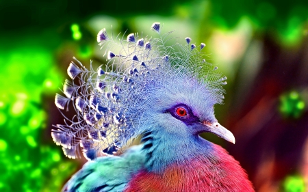 Victoria Crowned Pigeon