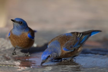 Birds - bird, water, blue, pasare, orange