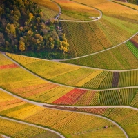 Vineyards