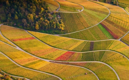 Vineyards - skin, vineyard, toamna, view from the top, autumn, landscape, texture