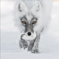 Arctic fox raided a snow goose nest