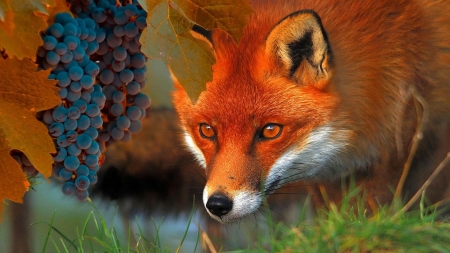 Fox - grapes, vulpe, fox, autumn, red, fruit