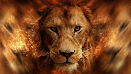 Lion - face, lion, red, animal, pisica