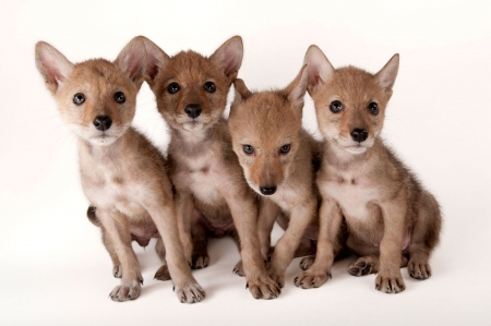 Cute foxes - vulpe, animal, fox, joel sartore, cute, baby