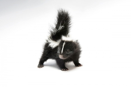 Skunk - white, baby, skunk, animal, joel sartore, cute, black