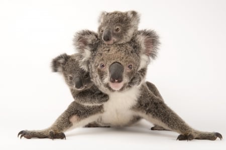 Koala bears - bear, koala, animal, joel sartore, cute, mother, baby