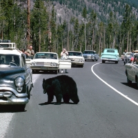 Black bear walking