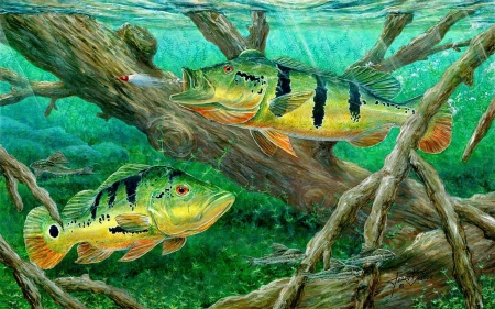 peacock bass - bass, ocean, peacock, fish