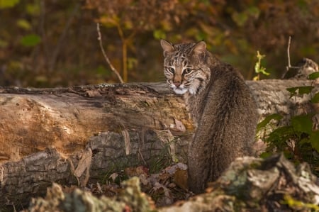 Bobcat - wild cat, autumn, animal, pisica, lynx