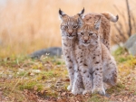 Lynx cubs