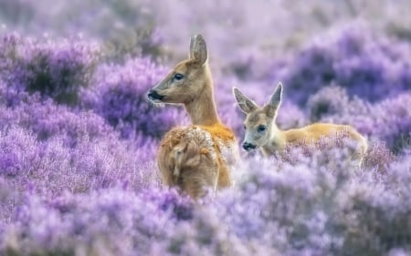 Deers - flower, purple, animal, cute, field, deer, couple