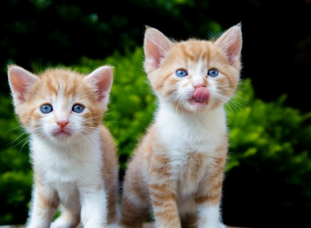 Kittens - tongue, cat, couple, pisica, cute, kitten