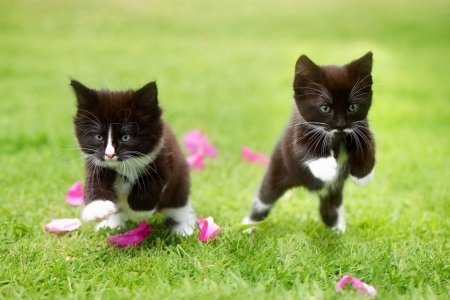 Kittens - paw, couple, cat, running, black, pisica, kitten, summrr, green