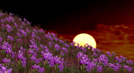 Moonrise - flowers, nature, purple, field, night, art