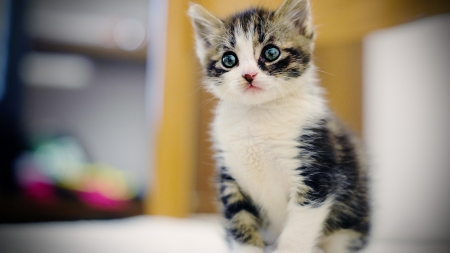 Cute Kitty - fluffy, animal, cute, eyes, cat, kitty