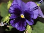 Purple Pansy