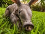 aardvark