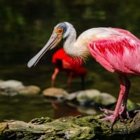 roseate spoonbill