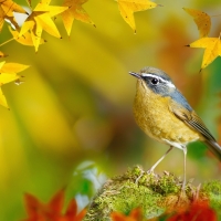 White-browed bush-robin