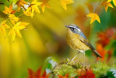 White-browed bush-robin - white browed bush robin, pasare, bird, leaf, toamna, yellow, autumn