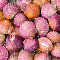 Shells