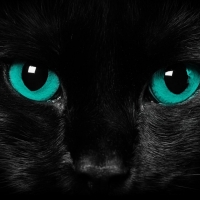 Beautiful Black Cat