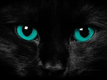 Beautiful Black Cat - eyes, fur, feline, cat