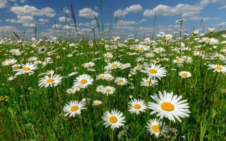 Daisies - flowers, daisies, summer, meadow