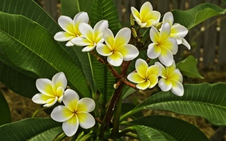 Plumeria - flowers, white, nature, plumeris