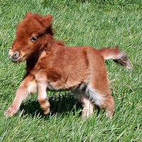 Baby Horse