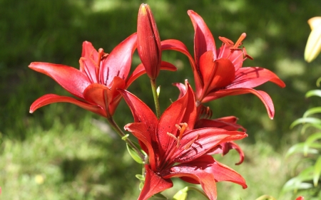 Lily - flower, nature, lily, red