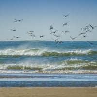 Waves and Seagulls